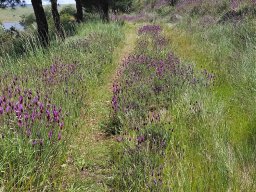 Flora del Cerro Masatrigo